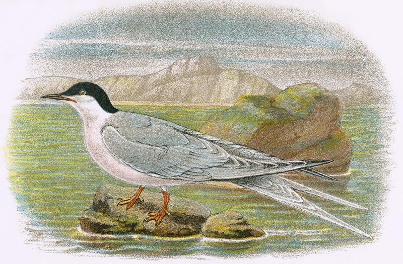 Rosado, tern de English School