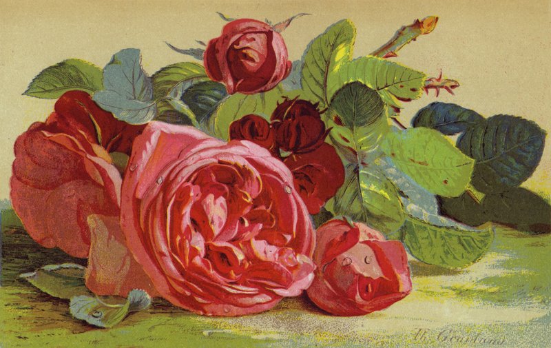 Rosas, o duque de Edimburgo de English School