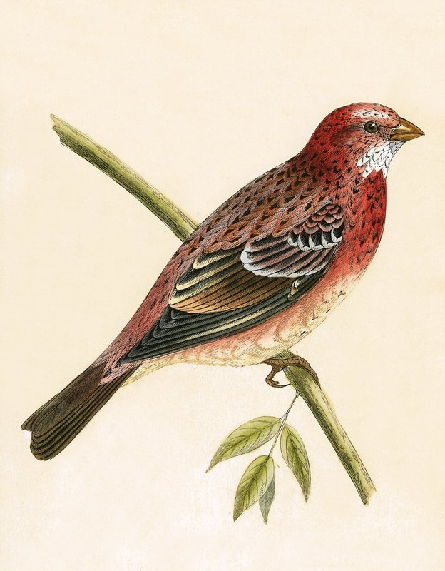 Rosado Dom-fafe, ilustração de &39;Uma história das aves da Europa não observada nas ilhas britânicas&39; por Charles Robert Bree (1811-1886), publicado em 1867 de English School
