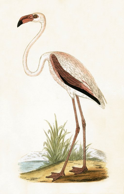 Rosy Flamingo, ilustração de "Uma História das Aves da Europa Não Observadas nas Ilhas Britânicas", de Charles Robert Bree (1811-1886), publicada em 1867. de English School