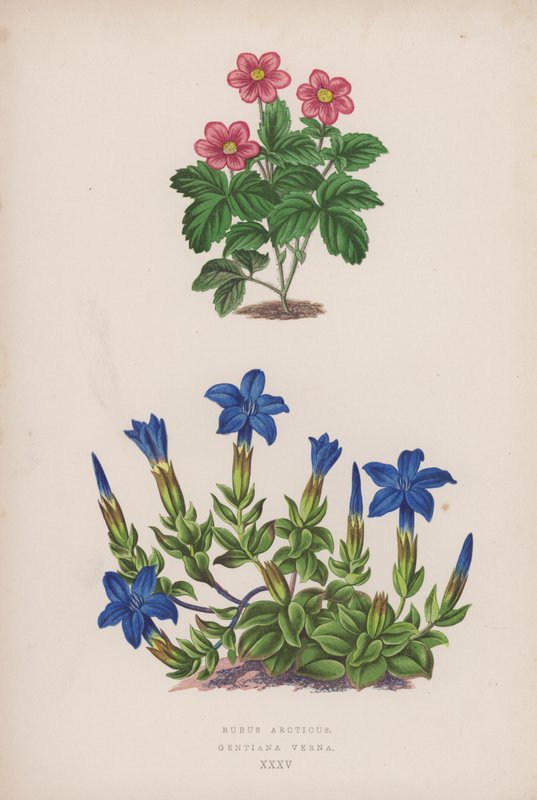 Rubus Arcticus; Gentiana Verna (cor litho) de English School