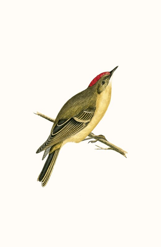 Ruby Crowned Kinglet, ilustração de "Uma História das Aves da Europa Não Observadas nas Ilhas Britânicas", de Charles Robert Bree (1811-1886), publicado em 1867 de English School