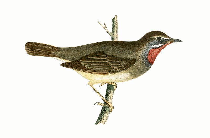 Ruby Throated Warbler, ilustração de "Uma História das Aves da Europa Não Observadas nas Ilhas Britânicas", de Charles Robert Bree (1811-1886), publicado em 1867 de English School