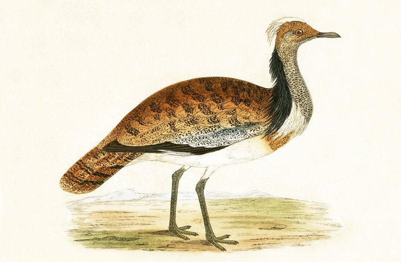Abetarda-vermelha, ilustração de "Uma História das Aves da Europa Não Observadas nas Ilhas Britânicas", de Charles Robert Bree (1811-1886), publicada em 1867 de English School
