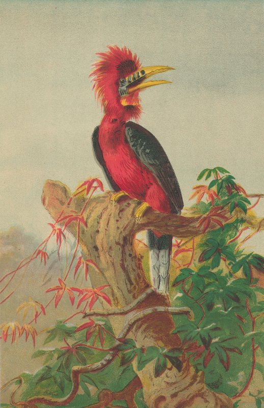 Calau-de-pescoço-ruivo (Buceros nipalensis) de English School
