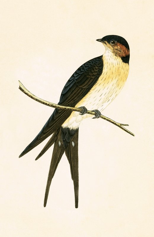 Rufous Swallow, ilustração de "Uma História das Aves da Europa Não Observadas nas Ilhas Britânicas", de Charles Robert Bree (1811-1886), publicada em 1867. de English School