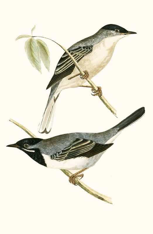 Ruppell&39;s Warbler, ilustração de "Uma História das Aves da Europa Não Observadas nas Ilhas Britânicas", de Charles Robert Bree (1811-1886), publicada em 1867 de English School