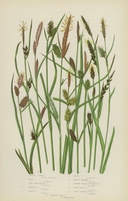 Russet Carex, Pale Carex, Long Bracteated Carex, Yellow Carex, Tawny Carex, Loose Carex (cor litho) de English School