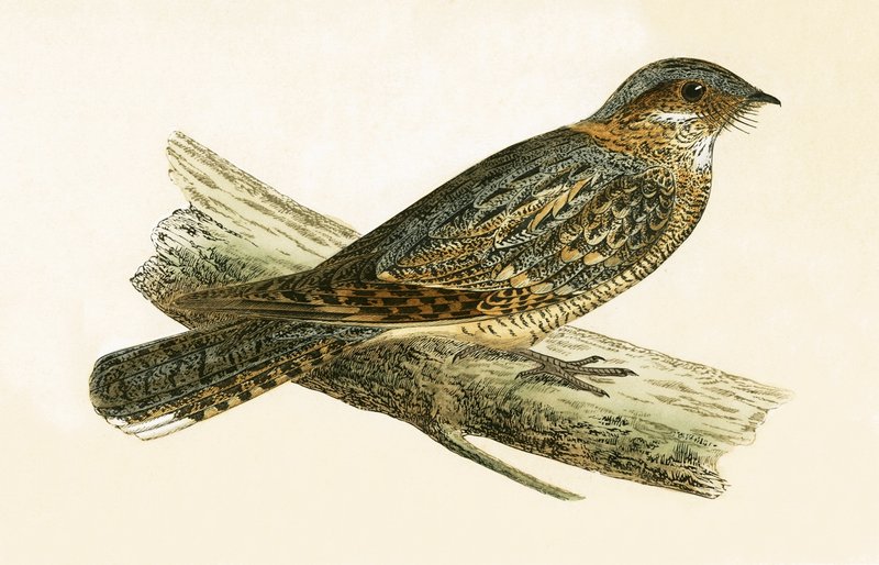 Russet Necked Nightjar, ilustração de "Uma História das Aves da Europa Não Observadas nas Ilhas Britânicas", de Charles Robert Bree (1811-1886), publicado em 1867 de English School
