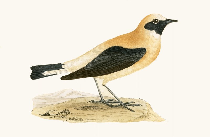 Russet Wheatear, ilustração de "Uma História das Aves da Europa Não Observadas nas Ilhas Britânicas", de Charles Robert Bree (1811-1886), publicada em 1867. de English School