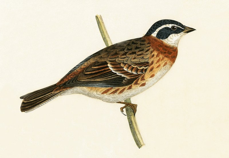 Estamenha rústica, ilustração de "Uma história das aves da Europa não observadas nas ilhas britânicas", de Charles Robert Bree (1811-1886), publicada em 1867. de English School