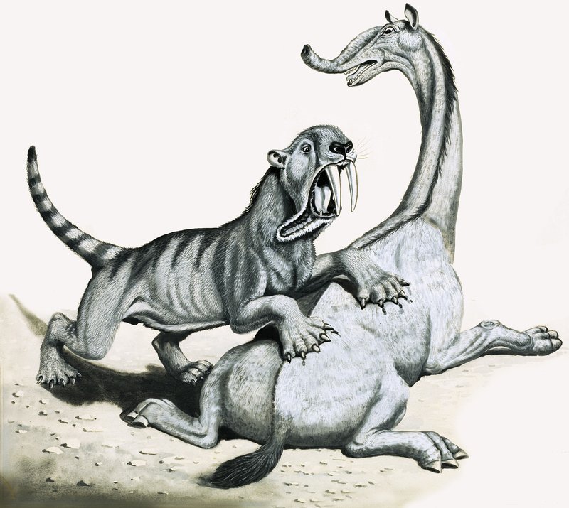 Tigre dente-de-sabre atacando criatura pré-histórica não identificada de English School