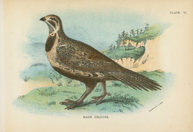 Sage Grouse de English School
