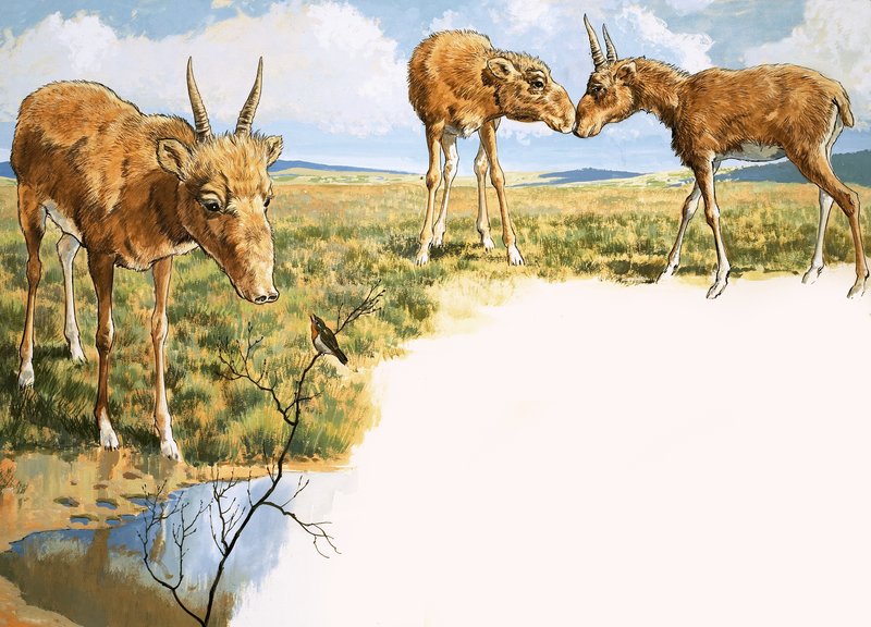 Antílope Saiga de English School