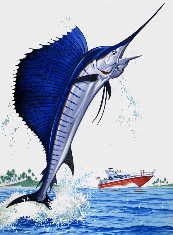 Vela Peixe de English School