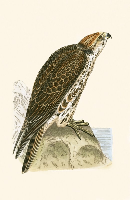 Saker Falcon, ilustração de "Uma História das Aves da Europa Não Observadas nas Ilhas Britânicas", de Charles Robert Bree (1811-1886), publicada em 1867 de English School