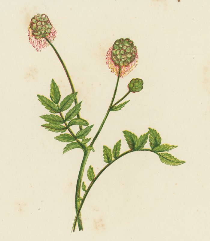 Salad Burnet, Poterium Sanguisorba (cor litho) de English School