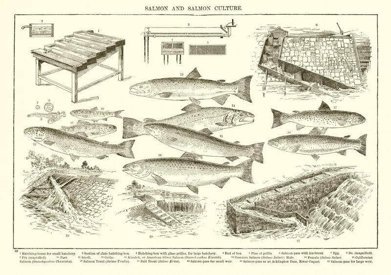 Cultura do Salmão e Salmão de English School