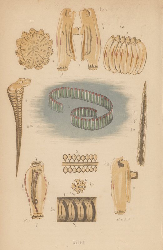 Salpae (litografia) de English School