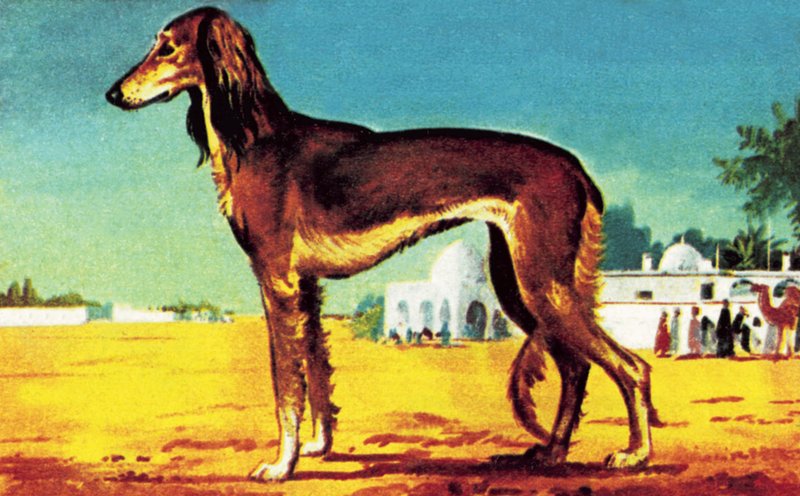 Saluki de English School