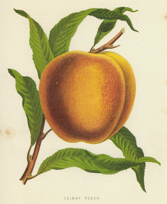 Salway Peach de English School