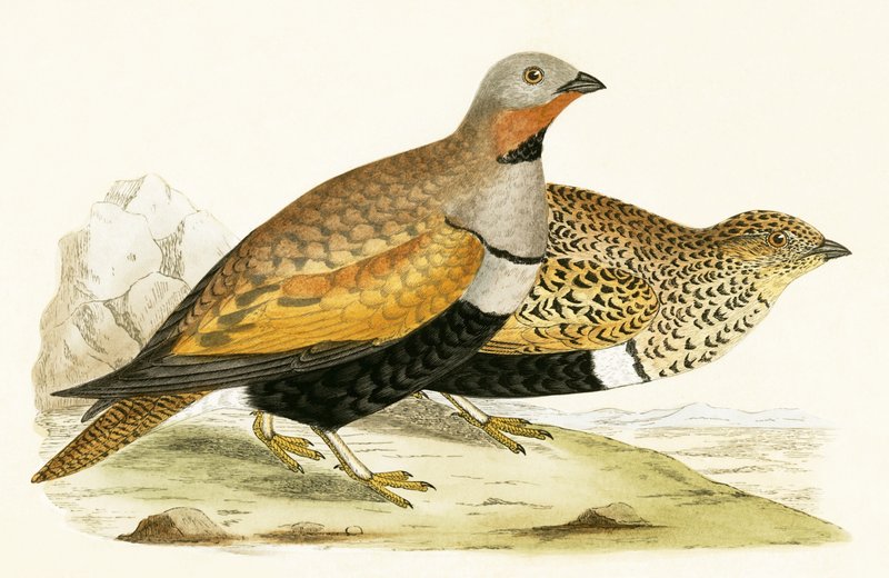 Sand Grouse, ilustração de "Uma História das Aves da Europa Não Observadas nas Ilhas Britânicas", de Charles Robert Bree (1811-1886), publicado em 1867. de English School