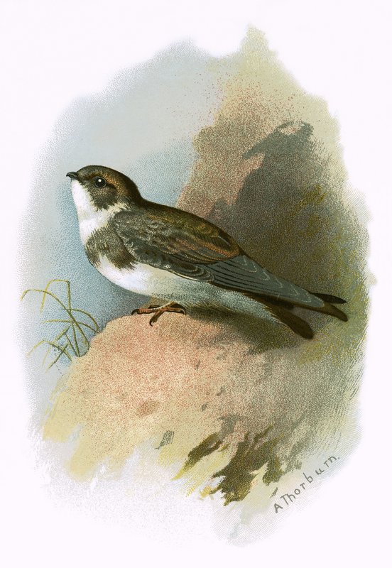 Sandmartin de English School
