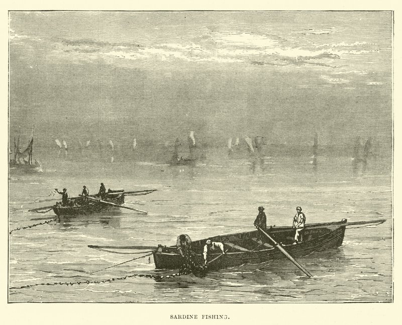 Pesca de sardinha de English School