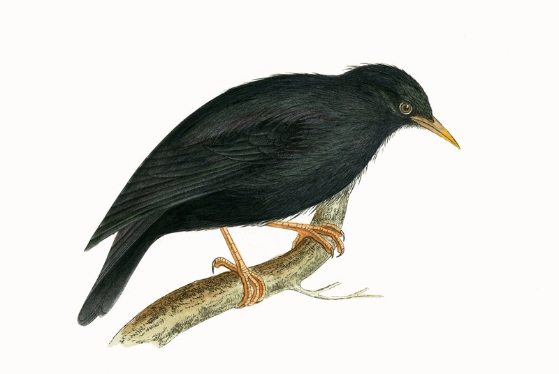 Starling da Sardenha, ilustração de "Uma História das Aves da Europa Não Observadas nas Ilhas Britânicas", de Charles Robert Bree (1811-1886), publicado em 1867 (cor litho) de English School