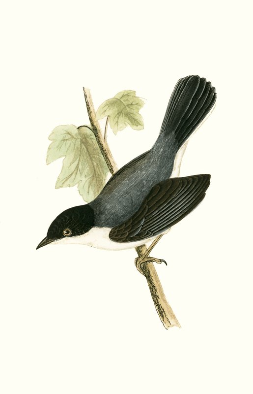 Toutinegra Sardenha, ilustração de "Uma História das Aves da Europa Não Observadas nas Ilhas Britânicas", de Charles Robert Bree (1811-1886), publicada em 1867 de English School