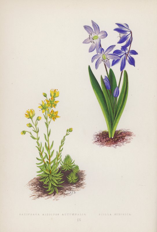 Saxifraga Aizoides Autumnalis; Scylla Sibirica (cor litho) de English School
