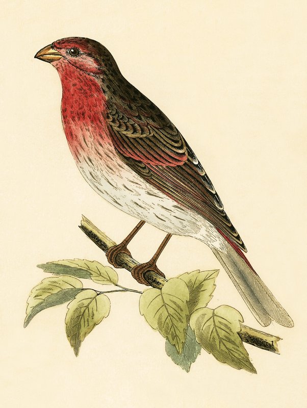 Dom-fafe escarlate, ilustração de "Uma história das aves da Europa não observadas nas ilhas britânicas", de Charles Robert Bree (1811-1886), publicada em 1867 de English School