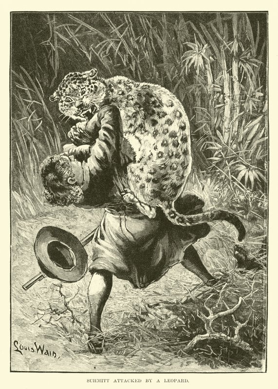 Schmitt atacado por um leopardo de English School