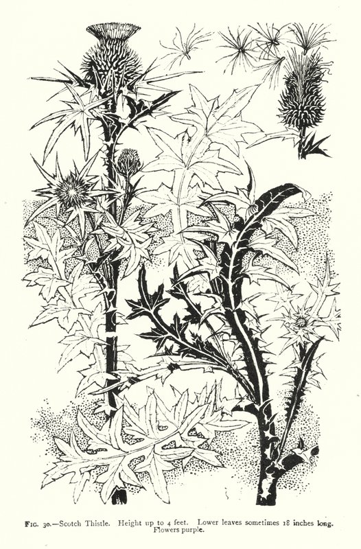 Cardo escocês; Altura até 4 pés; Folhas inferiores por vezes com 18 polegadas de comprimento; Flores roxas (gravura) de English School