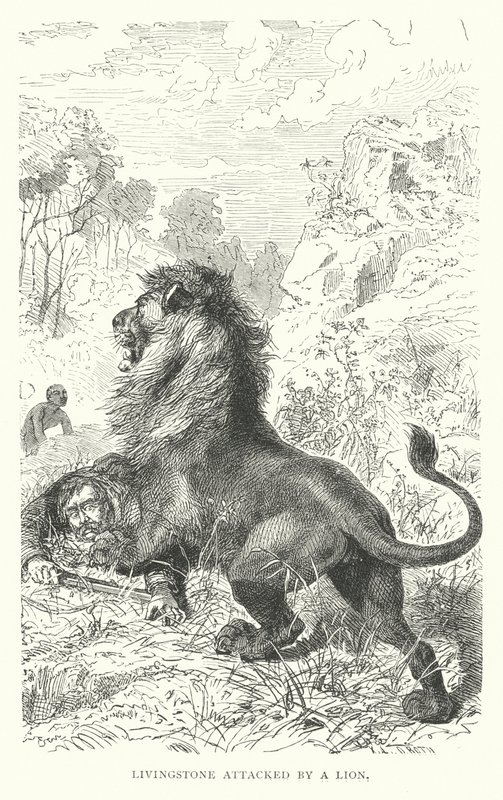 O missionário escocês David Livingstone atacado por um leão em África (gravura) de English School