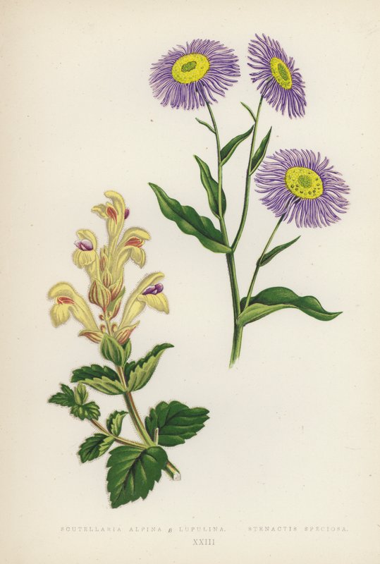 Scutellaria Alpina B Lupulina; Stenactis Speciosa (litografia a cores) de English School