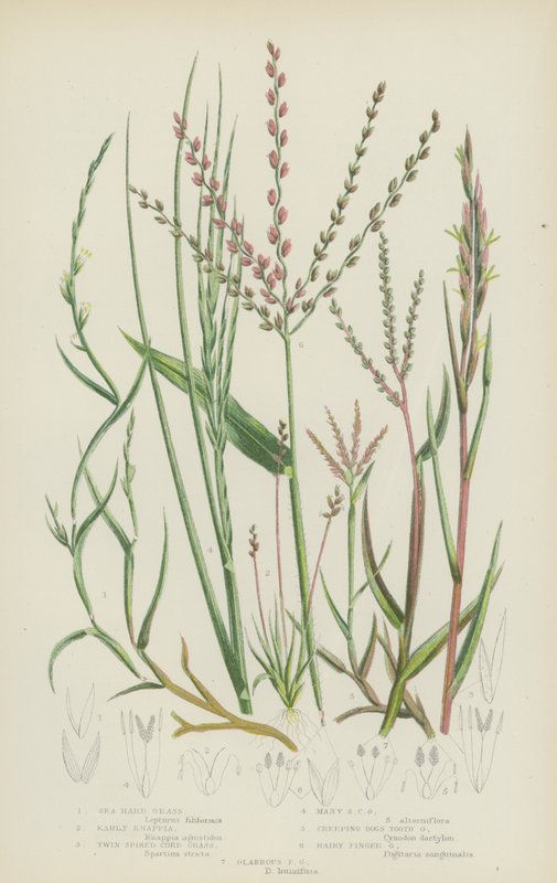 Erva marinha, Knappia primitiva, Erva de duas pontas, Erva de muitas pontas, Dente de cão rastejante (litografia a cores) de English School