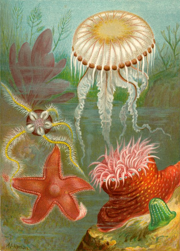 Geléias do Mar e Estrelas do Mar de English School