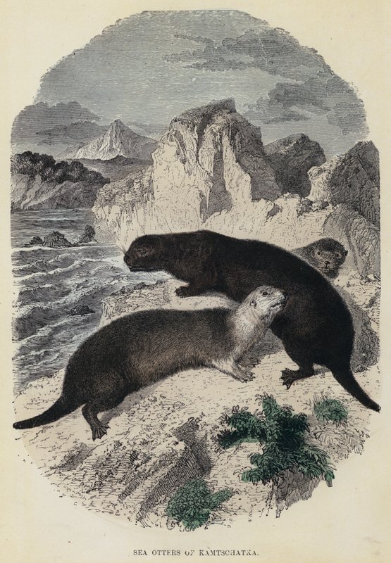 Sea Otters of Kamtschatka (gravura colorida) de English School