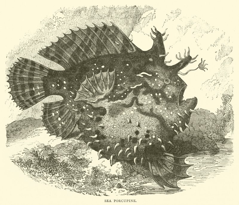 Porcupino Marinho (gravura) de English School