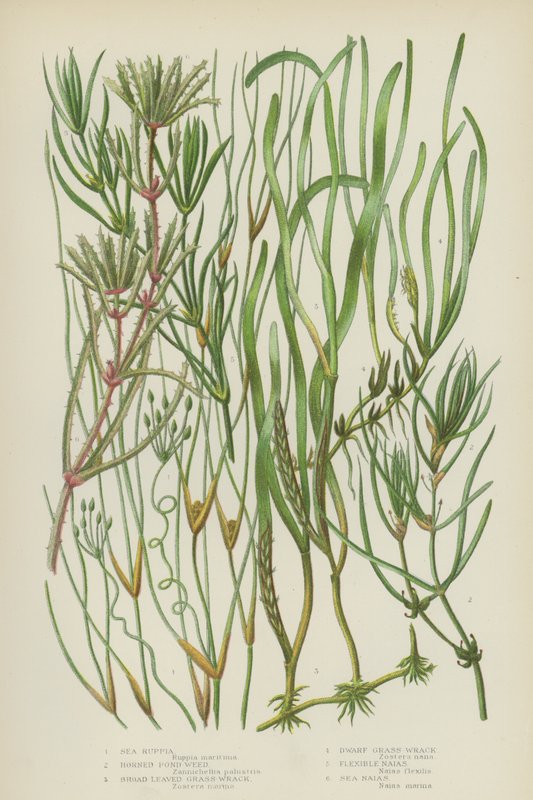 Ruppia marinha, Erva daninha dos lagos, Grass-Wrack, Dwarf Grass-Wrack, Naias flexíveis, Sea Naias (cor litho) de English School