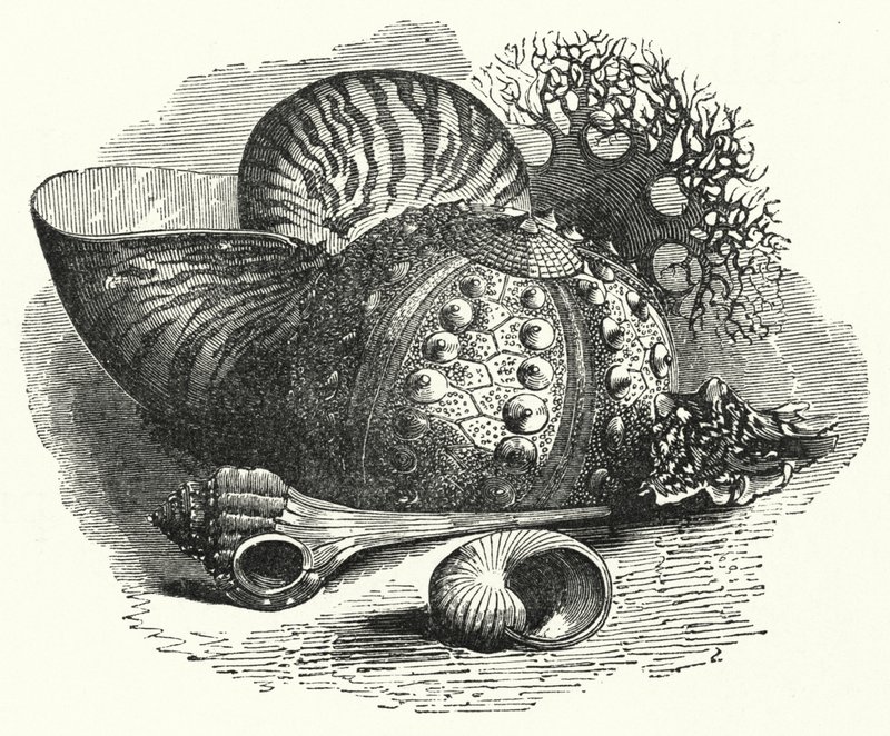 Sea Shells (gravura) de English School
