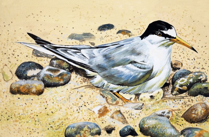 Seabird (apanhador de ostras) de English School