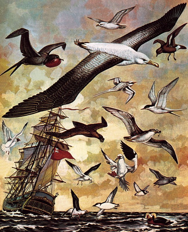 Aves Marinhas do Mundo de English School