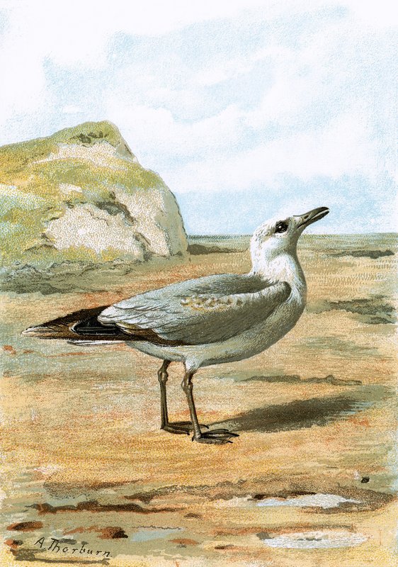 Gaivota de English School