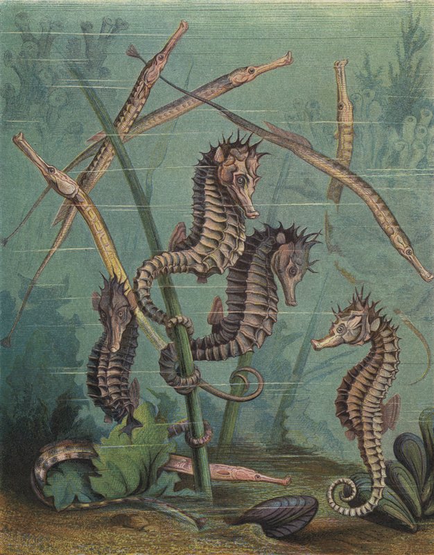 Cavalos marinhos e tubarões (gravura colorida) de English School