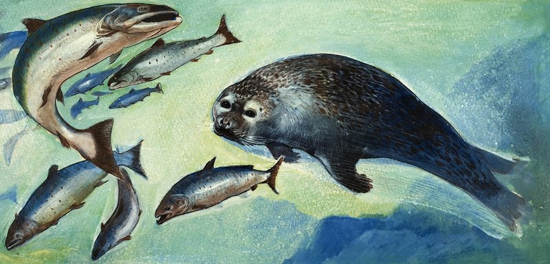 Selo e peixe de English School