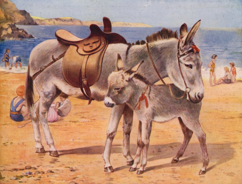 Burros à beira-mar (lito a cores) de English School