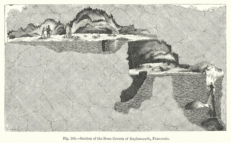 Secção da caverna óssea de Gaylenreuth, Franconia (gravura) de English School