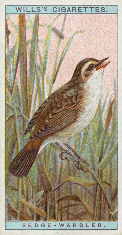 Sedge Warbler de English School